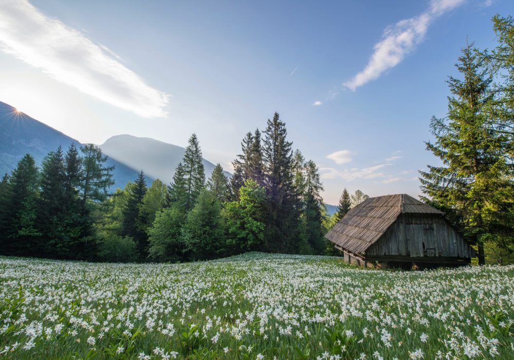 ales-krivec-okzxVsJNxXc-unsplash