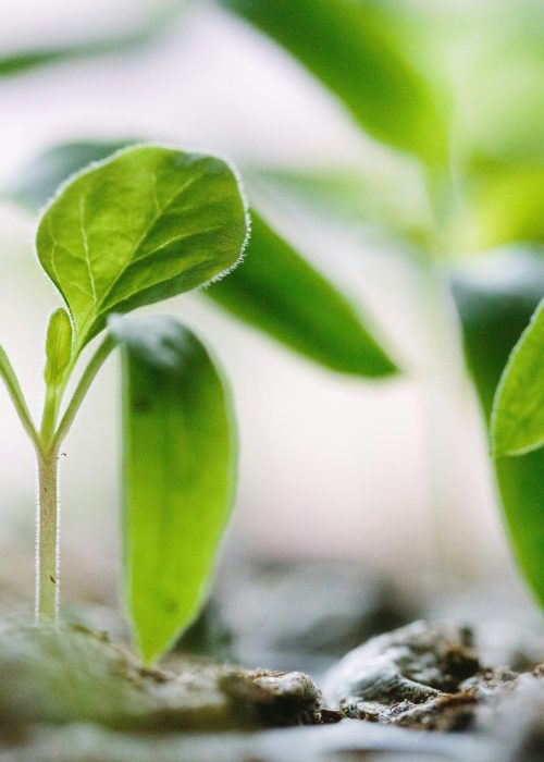 francesco-gallarotti-ruQHpukrN7c-unsplash