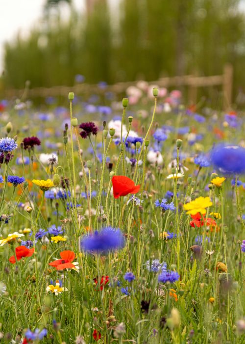 stephan-eickschen-UqJsmLA52Qc-unsplash