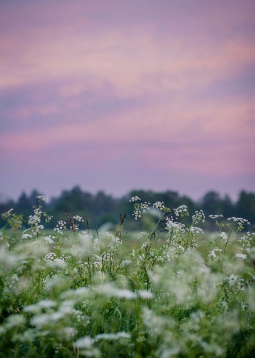 zane-priedite-31aKveRnvcA-unsplash